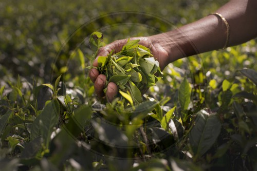 Teeplantagen in Sri Lanka