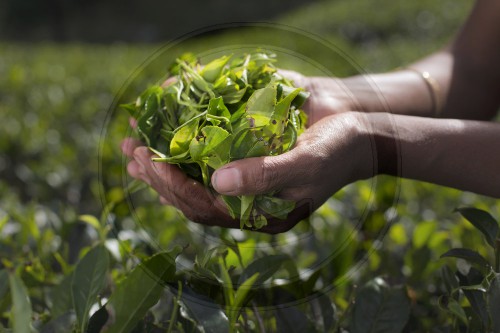 Teeplantagen in Sri Lanka