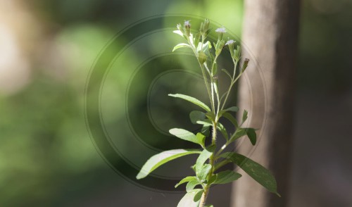 Steviapflanze auf Sri Lanka