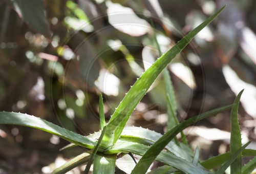 Aloe Vera Pflanze auf Sri Lanka