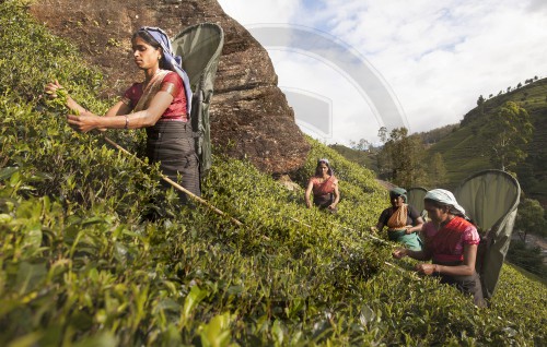 Teeplantagen in Sri Lanka