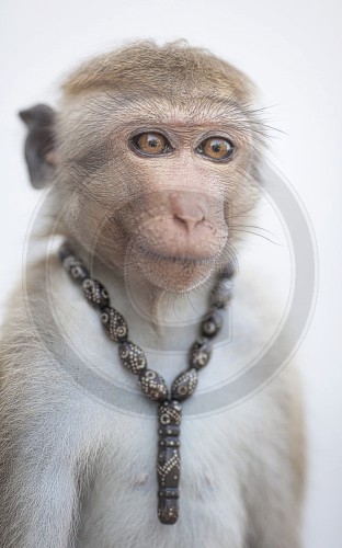 Ceylon-Hutaffe in Sri Lanka mit Halsband