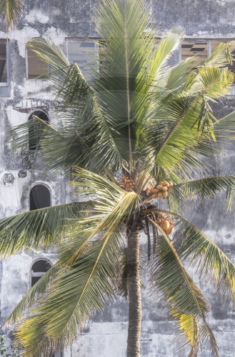Palme mit Kokosnuessen