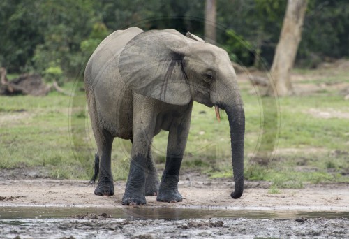 Elefant auf der Dzanga Bai