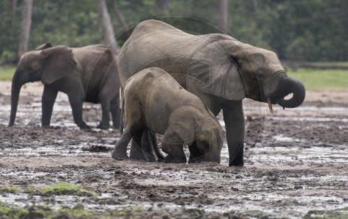Elefant auf der Dzanga Bai