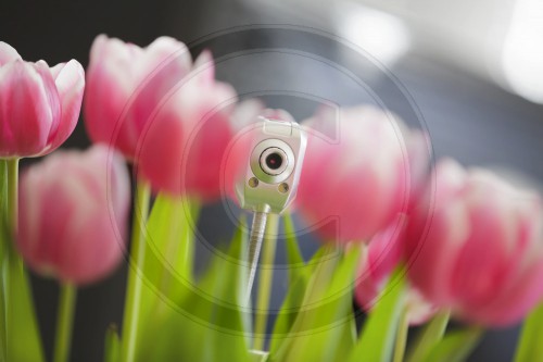 Webcam im Blumenstrauss