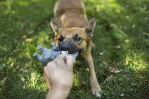 Hund zieht an seinem Spielzeug