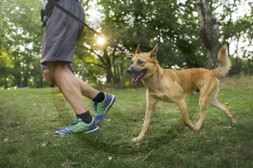 Hund laeuft an der Leine