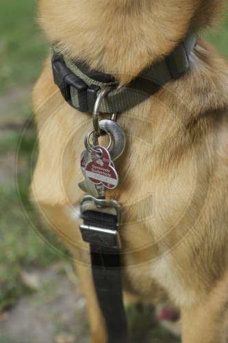 Hundehalsband mit Steuermarke