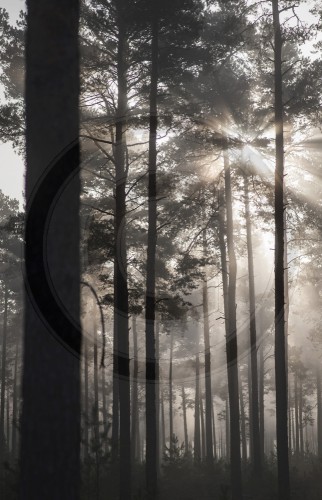Nebel in Brandenburg