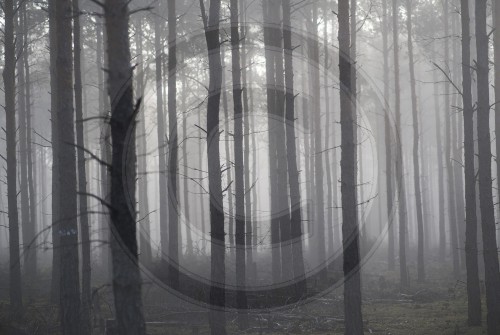 Nebel in Brandenburg