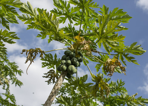 Papaya-Baum in Aethiopien