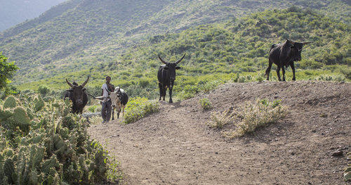 Landwirtschaft in Aethiopien