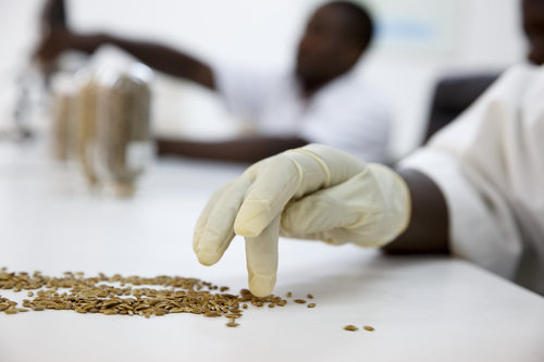 AfricaRice Forschungsinstitut zur Foederung der Landwirtschaft