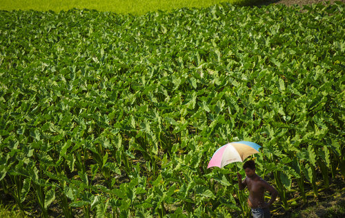 Landwirtschaft in Bangladesch