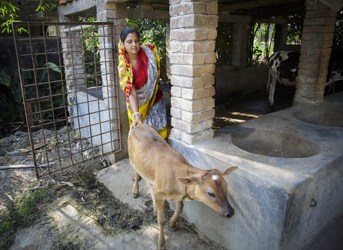 Baeuerin in einem Kuhstall in Bangladesch