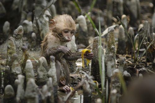 Junger Affe in Bangladesch