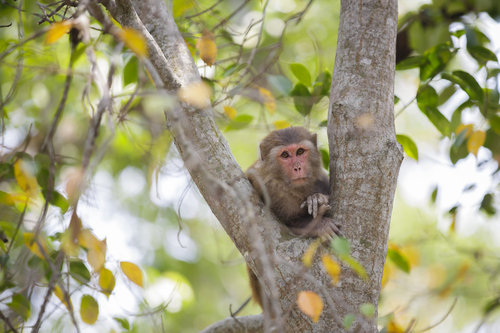 Affe auf einem Baum in Bangladesch