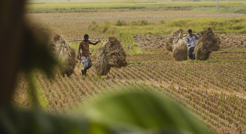 Reisbauern bei der Ernte in Bangladesch