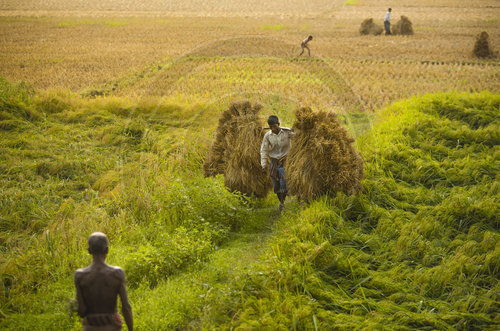 Reisbauern bei der Ernte in Bangladesch