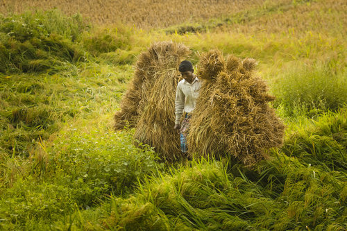 Reisbauer bei der Ernte in Bangladesch