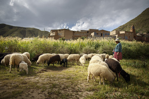 Viehhaltung in den Anden von Bolivien