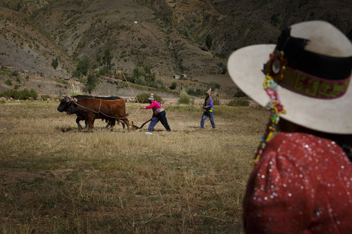 Nutztierhaltung in den Anden von Bolivien