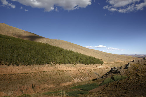 Aufforstung zum Schutz vor Bodenerrosion in den Anden