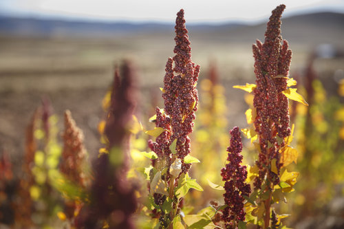 Anbau von Quinoa in den Anden von Bolivien