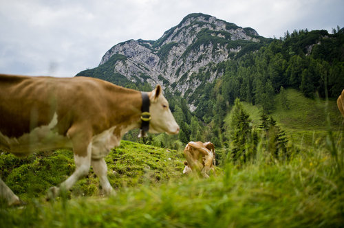 Brandenberger Alpen