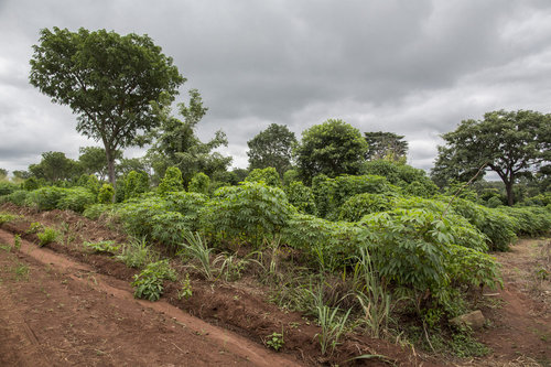 Plantage in Congo, Ghana