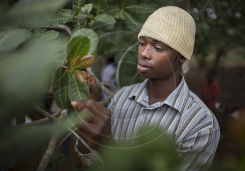 Bauer auf seiner Cashew Farm in Ghana