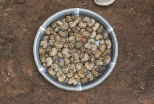 Anbau von Cashew Nuessen in Ghana