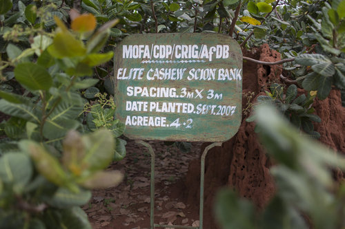 Cashew Research Station in Ghana