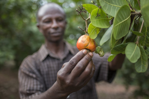 Ernte von Cashews in Ghana