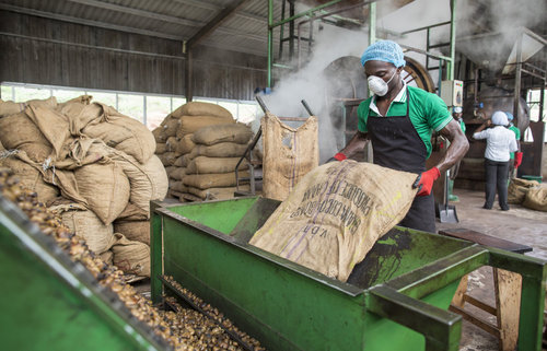 Cashew Verarbeitung in Ghana