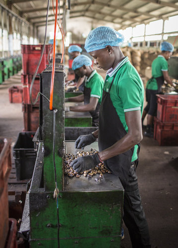 Cashew Verarbeitung in Ghana