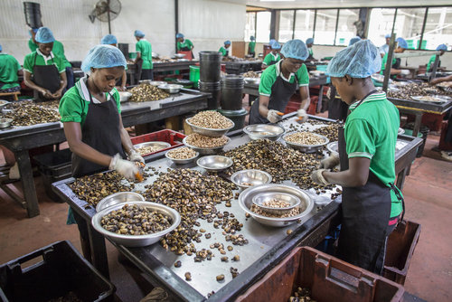 Cashew Verarbeitung in Afrika