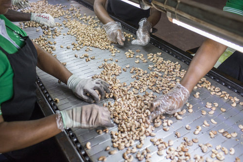 Cashew Verarbeitung in Ghana