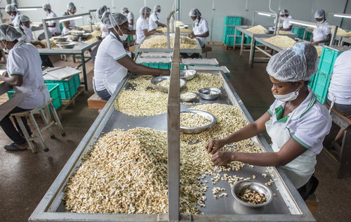 Cashew Verarbeitung in Ghana