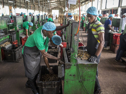 Cashew Verarbeitung in Ghana