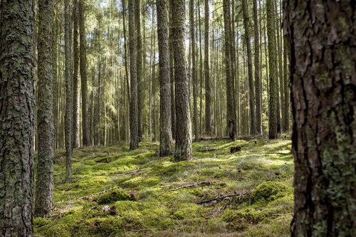Wald und Moos