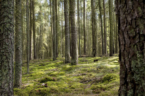 Kiefernwald mit Moos im Nationalpark Unteres Odertal