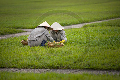Vietnamesische Gaertnerinnen bei der Arbeit