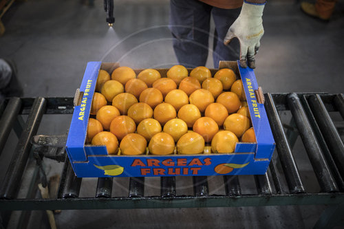 Haltbarmachung von Orangen in Griechenland