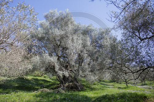 Olivenplantage in Albanien
