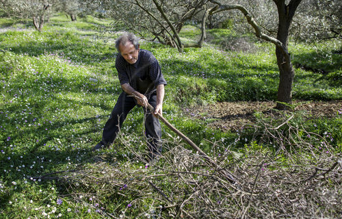 Landwirt auf einem Olivenhain in Albanien