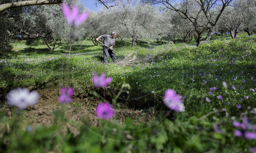 Landwirt auf einem Olivenhain in Albanien