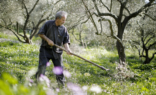 Landwirt auf einem Olivenhain in Albanien