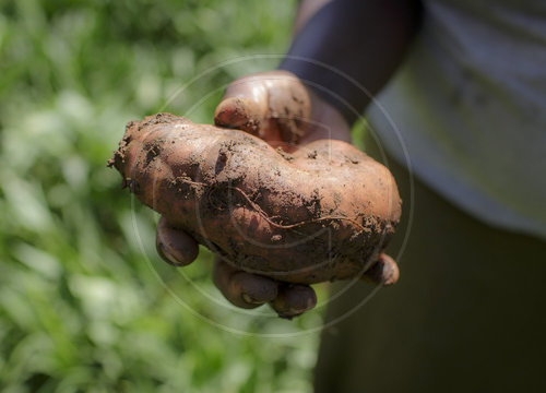 Anbau von Suesskartoffeln in Kenia